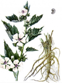  Алтей лекарственныйAlthaea officinalisКорень