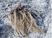  Валериана лекарственная Valeriana officinalis Корень