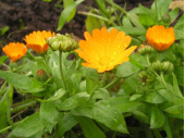 Календула Calendula officinalis Цветы