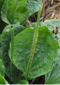 Подорожник большой Plantago major L. Трава