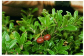 Толокнянка Arctostaphylos uvaursi Лист