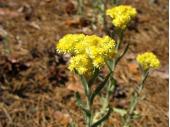  Бессмертник Helichrysum arenarium соцветие