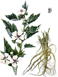  Алтей лекарственныйAlthaea officinalisКорень